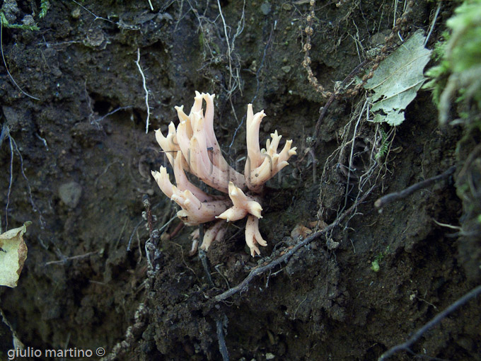 Clavulina coralloides , Clavulina cristata