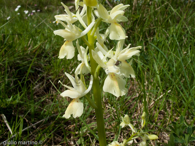 Orchis provincialis  Balb. ex Lam. & DC., Orchide gialla, Orchidea di provenza