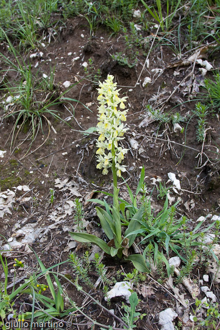 Orchis pauciflora  (Ten.), Orchide gialla, Orchidea calabrese, Orchidea dai pochi fiori, Orchidea mediterranea