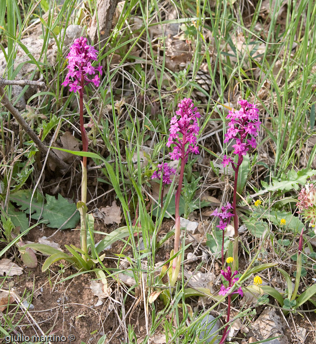 Orchis quadripunctata  (Cirillo ex Ten.), Orchide a quattro punti