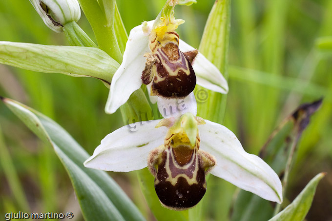Ophrys apifera (Hudson), Ofride fior d'api, Vesparia