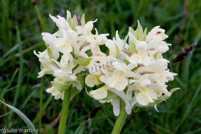 Dactylorhiza sambucina (L.) Soò, Orchidea sambucina, Giglio sambucino