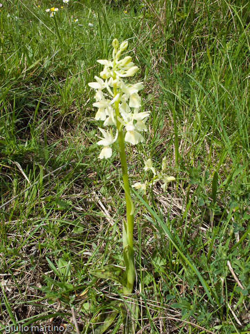 Orchis provincialis  Balb. ex Lam. & DC., Orchide gialla, Orchidea di provenza