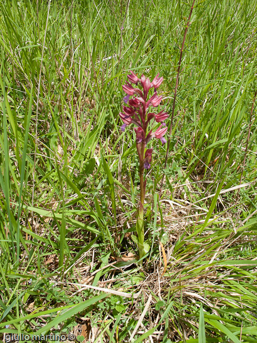 Orchis papilionacea  L., Cipressino, Orchidea farfalla