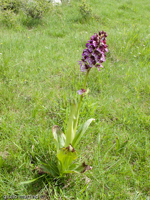 Orchis purpurea  Hudson, Orchide maggiore, Vacca mora