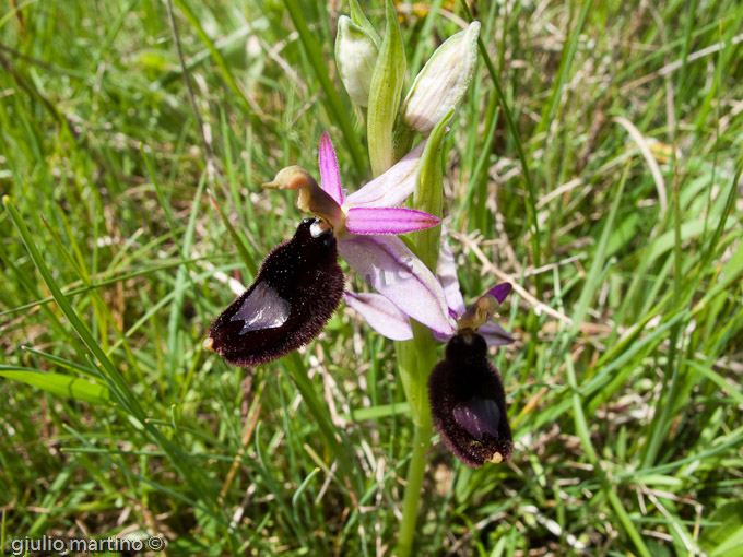 Ophrys bertolonii  Moretti, Ofride di Bertoloni, Fior di specchio, Uccellino che si specchia