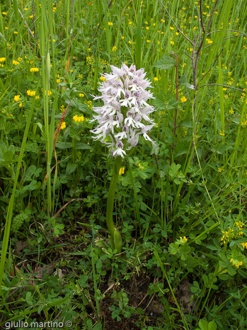 Orchis italica  (Poiret), Orchidea italiana, Uomo nudo