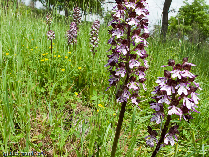 Orchis purpurea  Hudson, Orchide maggiore, Vacca mora