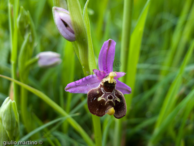 Ophrys fuciflora, Orchidea calabrone