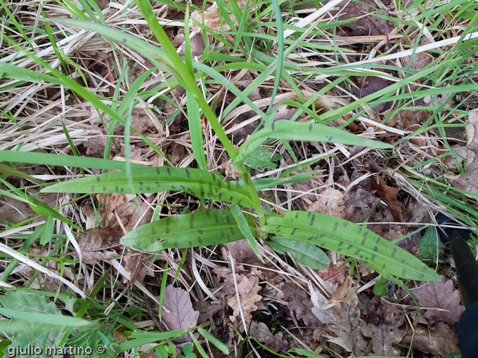 Dactylorhiza maculata (L.), Orchidea macchiata