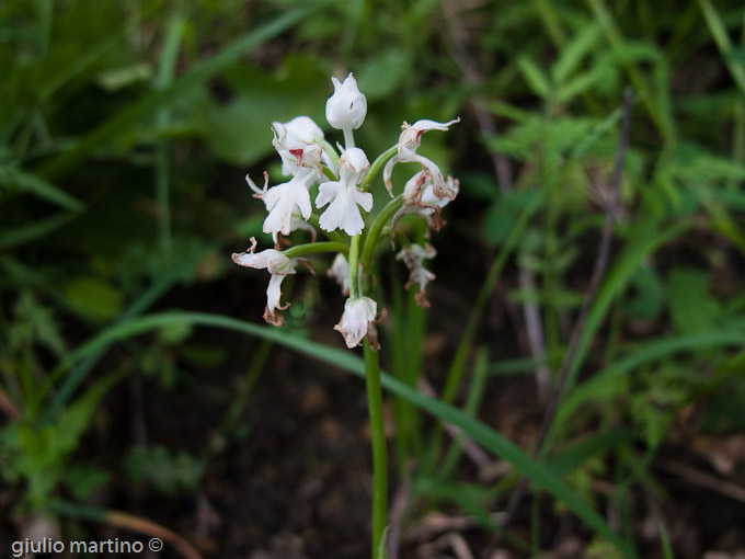 Orchis tridentata  Scop., Neotinea tridentata (Scop.), Orchide screziata, Orchide 
tridentata, Orchidea a tre denti