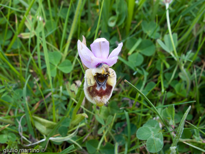 Ophrys tenthredinifera  Willd., Ofride fior di vespa, Orchidea maggiore, Vesparia pelosa