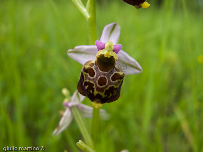 Ophrys fuciflora, Orchidea calabrone
