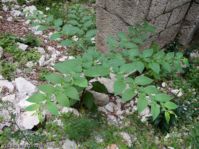 una belladonna sull'Incoronata (Atropa belladonna)