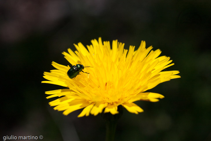 IMG_3594 | 1/1600 sec a f / 6,3 - 50 mm - ISO 200