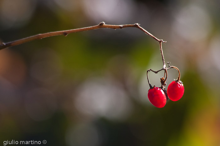 IMG_5672 | 1/200 sec a f / 8,0 - 300 mm - ISO 250