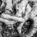 black and white photo of intertwined beech roots