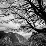 black and white silhouette of a huge beech tree with background of Mount Mai on the Monti Picentini park in Campania, Italy