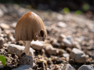 Copinus, Coprinellus, a small deliquescent mushroom.